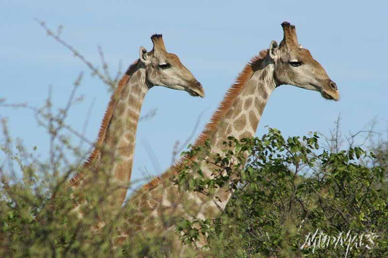 Mud Maps Africa Namibia 0535
